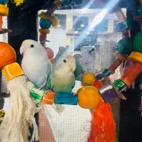 طوطی کوتوله برزیلی