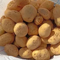 سیب زمینی اسپریت ۴۰۲ قیمت۲۴|خوردنی و آشامیدنی|سجاس رود, |دیوار