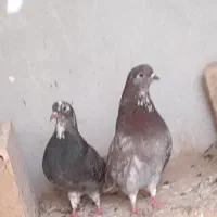 کبوتر فروشی