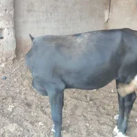6تا گوساله فروشی