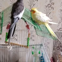 طوطی عروس سخنگو