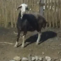 یک راس بره بلو جردی کله سفید تازه داره شیشک میشه