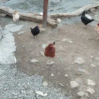 مرغ محلی|حیوانات مزرعه|مریوان, |دیوار