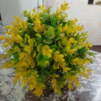 شمشاد مصنوی