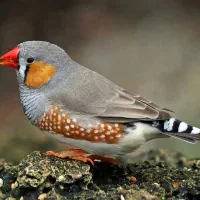 فنچم گم‌شده