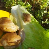 حلزون|خزنده|فسا, |دیوار