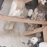 کبوتر طوقی|حیوانات|مبارکه, |دیوار