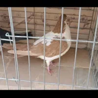 کبوتر چپ دم و راست دم|پرنده|یزد, |دیوار