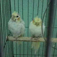 عروس هلندی ۲ ماهه