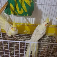 عروس هلندی تازه دون خور