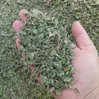 آویشن پهن کوهی اصل