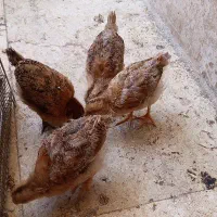 جوجه