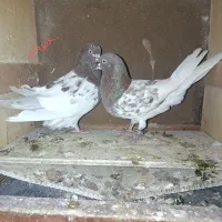 کبوتر|پرنده|عجب شیر, |دیوار