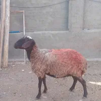 میش دوبر
