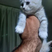 بچه گربه/گربه/اسکاتیش/بریتیش