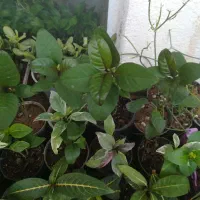 گل اپارتمانی مقاوم|گل و گیاه طبیعی|فسا, |دیوار