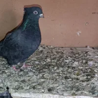 کبوتر زاغ|پرنده|قم, الغدیر|دیوار