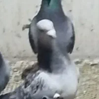 گمشده کبوتر|حیوانات|پاکدشت, پاکدشت (مامازند)|دیوار