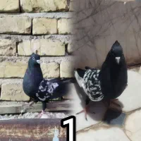 کبوتر ها بشرط
