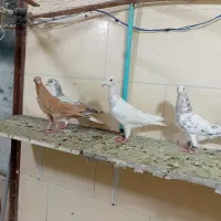 کبوتر