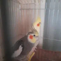 یک جفت عروس هلندی مولد ویک جوجه نر|پرنده|کرج, شهرک فهمیده|دیوار