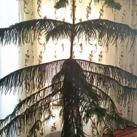 کاج مطبق سایز بزرگ|گل و گیاه طبیعی|مراغه, |دیوار