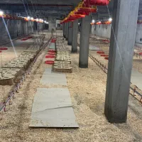 کارگر مرغداری