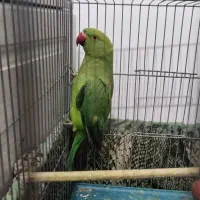 طوطی ملنگو،جفت کوتوله، و جفت قناری