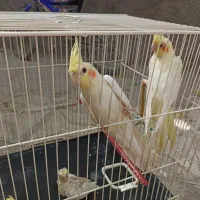 یک جفت عروس هلندی به همراه دو جوجه|پرنده|مشهد, شهرک امام سجاد|دیوار