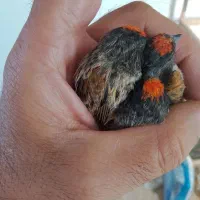 گلبسر|پرنده|سمیرم, |دیوار