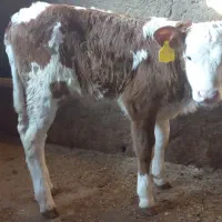 گوساله سمینتال و هلشتاین|حیوانات مزرعه|سرخنکلاته, |دیوار