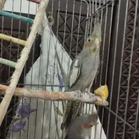 ۴ عدد عروس هلندی