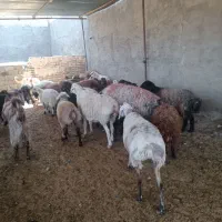 شش ماه نرینه قلم آبی گوسفندزنده تعاون