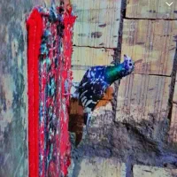 کفتر|حیوانات|بم, |دیوار