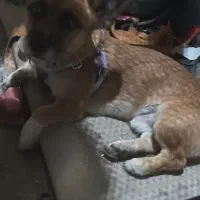 واگذاری سگ|سگ|پاکدشت, خاتون آباد|دیوار