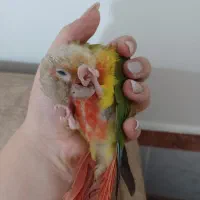 گرینچیک فوق دستی
