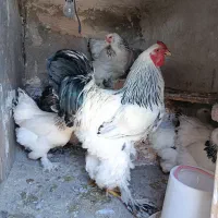 برهما|حیوانات مزرعه|مرند, |دیوار