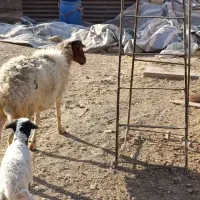 میش بره دار ،کوهستانی|حیوانات مزرعه|قزوین, |دیوار