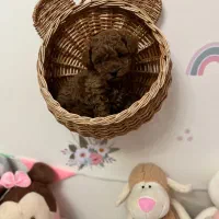 توی پودل|سگ|کرج, فاز ۱ مهرشهر|دیوار