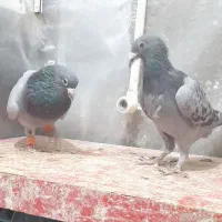 کفترآلمانی مسافتی|پرنده|گلبهار, شهر جدید گلبهار|دیوار