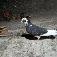 کبوتر نر|پرنده|ابریشم, |دیوار