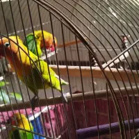 کوتوله برزیلی