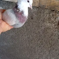 طوقی گمشده|حیوانات|ایذه, |دیوار