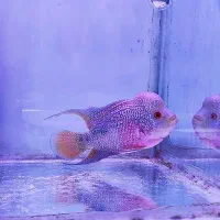 فلاور تایلندی جفت مولد و تک زیر قیمت همه جا|ماهی|نسیمشهر, |دیوار