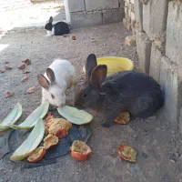 خرگوش فروشی