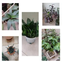 گل های زیبا آپارتمانی|گل و گیاه طبیعی|بسطام, |دیوار