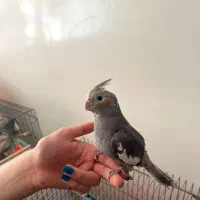 عروس هلندی شش ماهه نر
