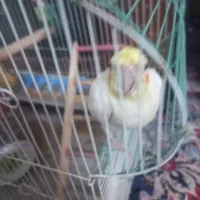 نره لوتینو حرف هم میزنه