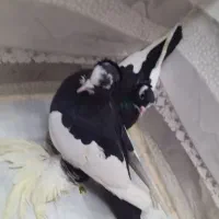 کبوتر گویچه|پرنده|تبریز, |دیوار