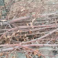 فروش چوب هرسی میوه ذغال،پوشال،خاک اره|خدمات باغبانی و درختکاری|خاوه, |دیوار